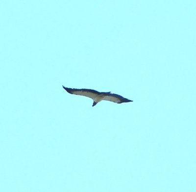 King Vulture overhead between Carara National Park and Hotel Villa Lapas