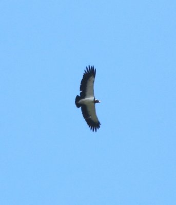 King Vulture overhead between Carara National Park and Hotel Villa Lapas