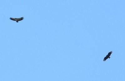 King Vulture and Black Vulture overhead between Carara National Park and Hotel Villa Lapas