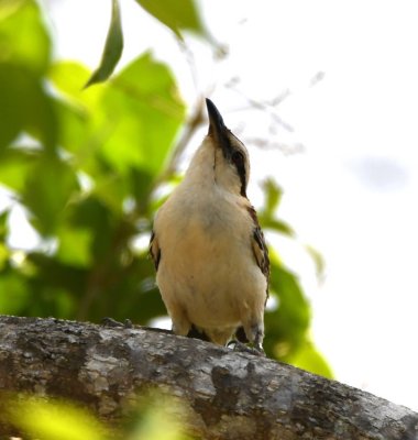 Rufous-collared Wren