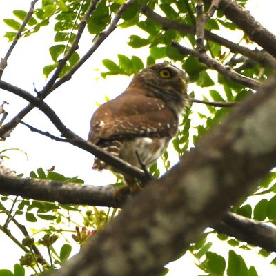 Ferruginous Pygmy Owl on a side road between Carara National Park and Hotel Villa Lapas