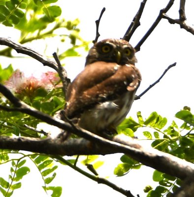 DSC_2606b.jpg