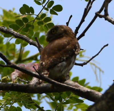 Ferruginous Pygmy Owl on a side road between Carara National Park and Hotel Villa Lapas