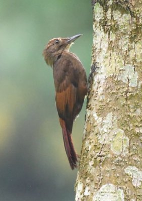 Tawny-winged Woodcreeper