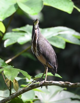 Bare-throated Tiger-Heron