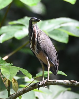 Bare-throated Tiger-Heron