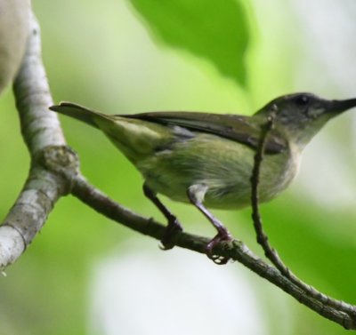 Female Red-legged Honeycreeper