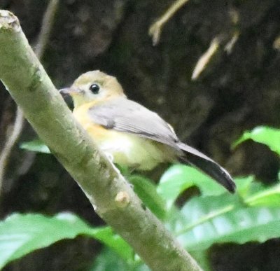Sulphur-rumped Flycatcher