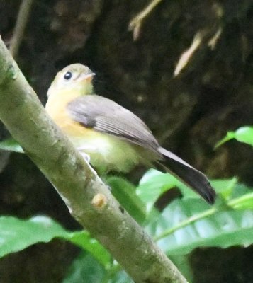 Sulphur-rumped Flycatcher