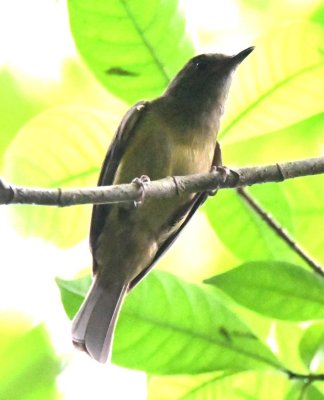 Ochre-bellied Flycatcher
