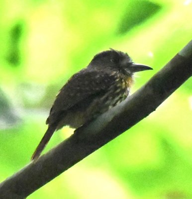 Male White-whiskered Puffbird
