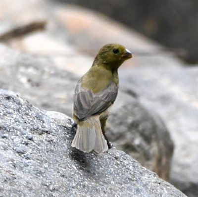 Female Variable Seedeater