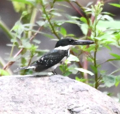 Female Green Kingfisher on a rock in the stream
