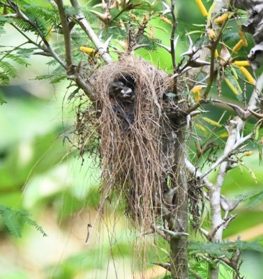 Social Flycatcher nest with two birds showing in the nest, either two young, one more developed than the other, or one chick and one adult.