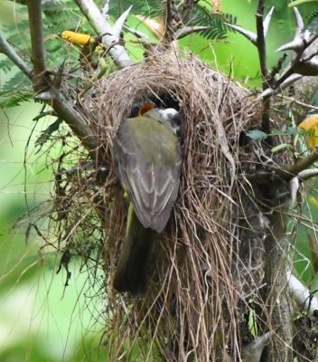 Social Flycatcher nest with two birds in the nest and an adult on the outside