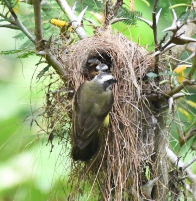Social Flycatcher nest with two birds in the nest and an adult on the outside