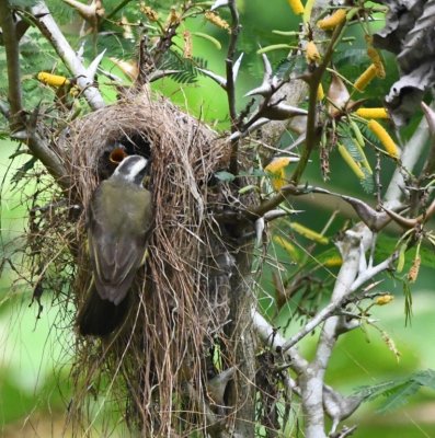 Social Flycatcher nest with two birds in the nest and an adult on the outside