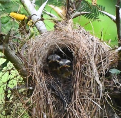 Social Flycatcher nest with two birds in the nest after an adult left