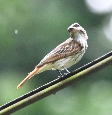 Streaked Flycatcher