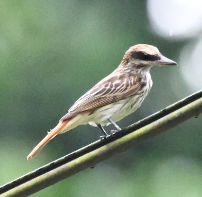 Streaked Flycatcher