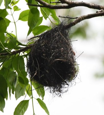 Yellow-olive Flycatcher nest