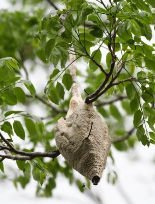 Hornet nest