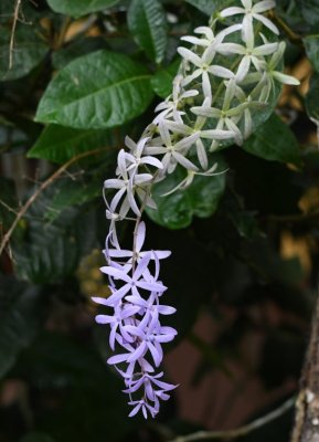 Flowers on a bush at the end of our row of rooms at Hotel Villa Lapas