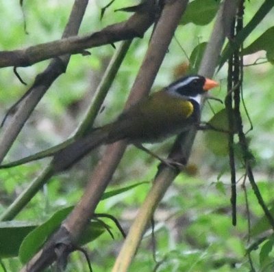 Orange-billed Sparrow outside our room at Hotel Villa Lapas after the afternoon walk