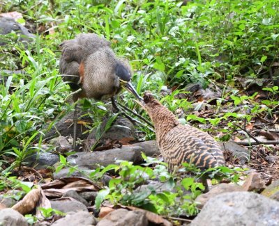 Adult and immature Bare-throated Tiger-Herons