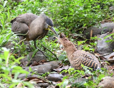 Adult and immature Bare-throated Tiger-Herons