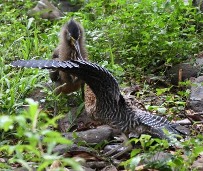 Adult and juvenile Bare-throated Tiger-Herons in a tug-of-war near the stream below the deck at Hotel Villa Lapas, Tarcoles, Costa Rica