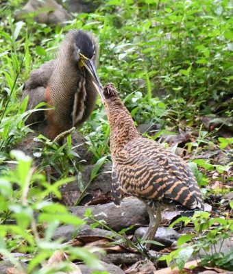 I wondered whether the adult was showing it was tired of the juvenile begging for food or if some other lesson was being imparted.