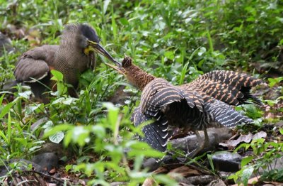 Adult and juvenile Bare-throated Tiger-Herons