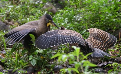 Adult and juvenile Bare-throated Tiger-Herons