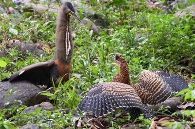 Finally, the adult let go and raised itself to its full height over the juvenile.