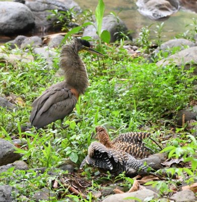 Then, with neck feathers flared and its eye on the juvenile, the adult walked away.