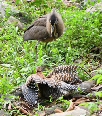 The adult turned and seemed to make a threatening gesture toward the juvenile that seemed to be keeping itself low to the ground in a subservient gesture.