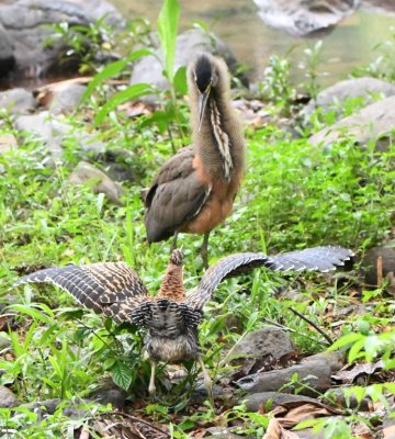 Adult and juvenile Bare-throated Tiger-Herons
