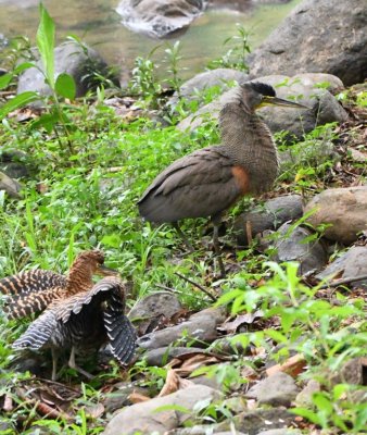 Adult Bare-throated Tiger-Heron leaving the arena of battle as the juvenile looks after it.
