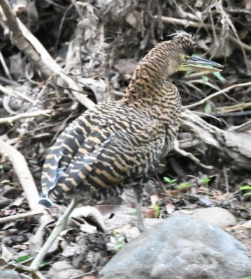 The juvenile followed the adult at a distance.