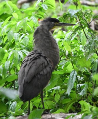The adult walked farther away, still with neck feathers flared.