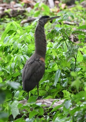 The adult seems to calm itself after getting away from the juvenile.