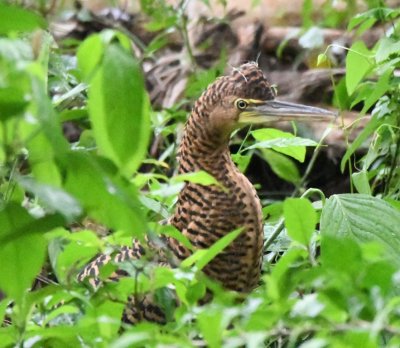 The juvenile continues to follow the adult.
