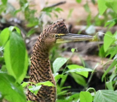 Juvenile Bare-throated Tiger-Heron, apparently none the worse for wear, after being held in the grip of the adult for several minutes.