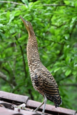 Then I noticed a second juvenile on the roof of the dining area above the deck. Had this one been watching a sibling being disciplined by their parent?