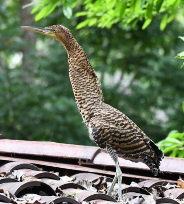 Second juvenile Bare-throated Tiger-Heron