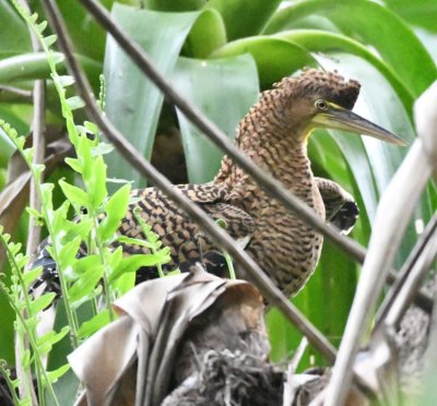 The first juvenile Bare-throated Tiger-Heron has a little forehead crest of feathers that is raised.