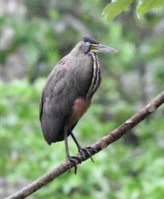 The adult Bare-throated Tiger-Heron had flown to a branch and seemed to watching the juveniles. So ended the drama--and my day of birding.