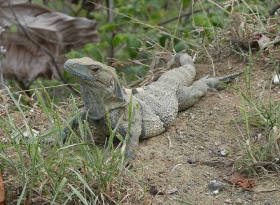 Big iguana on the cliff above the shore at Jaca, Costa Rica