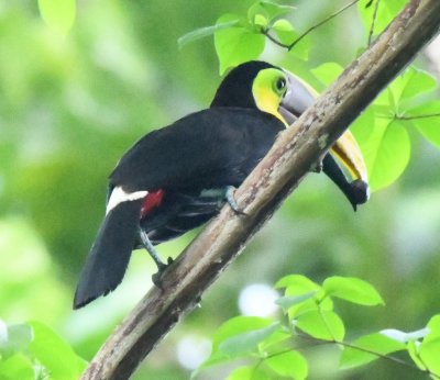 Yellow-throated Toucan with a fruit in its bill